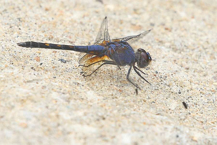 J17_2935 Trithemis festiva.JPG